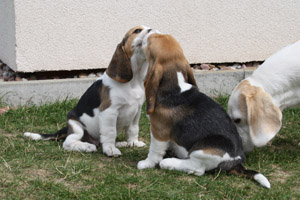 Kuss zu Abschied der Beaglewelpen